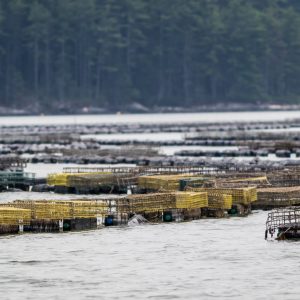 New Meadows River Oysters