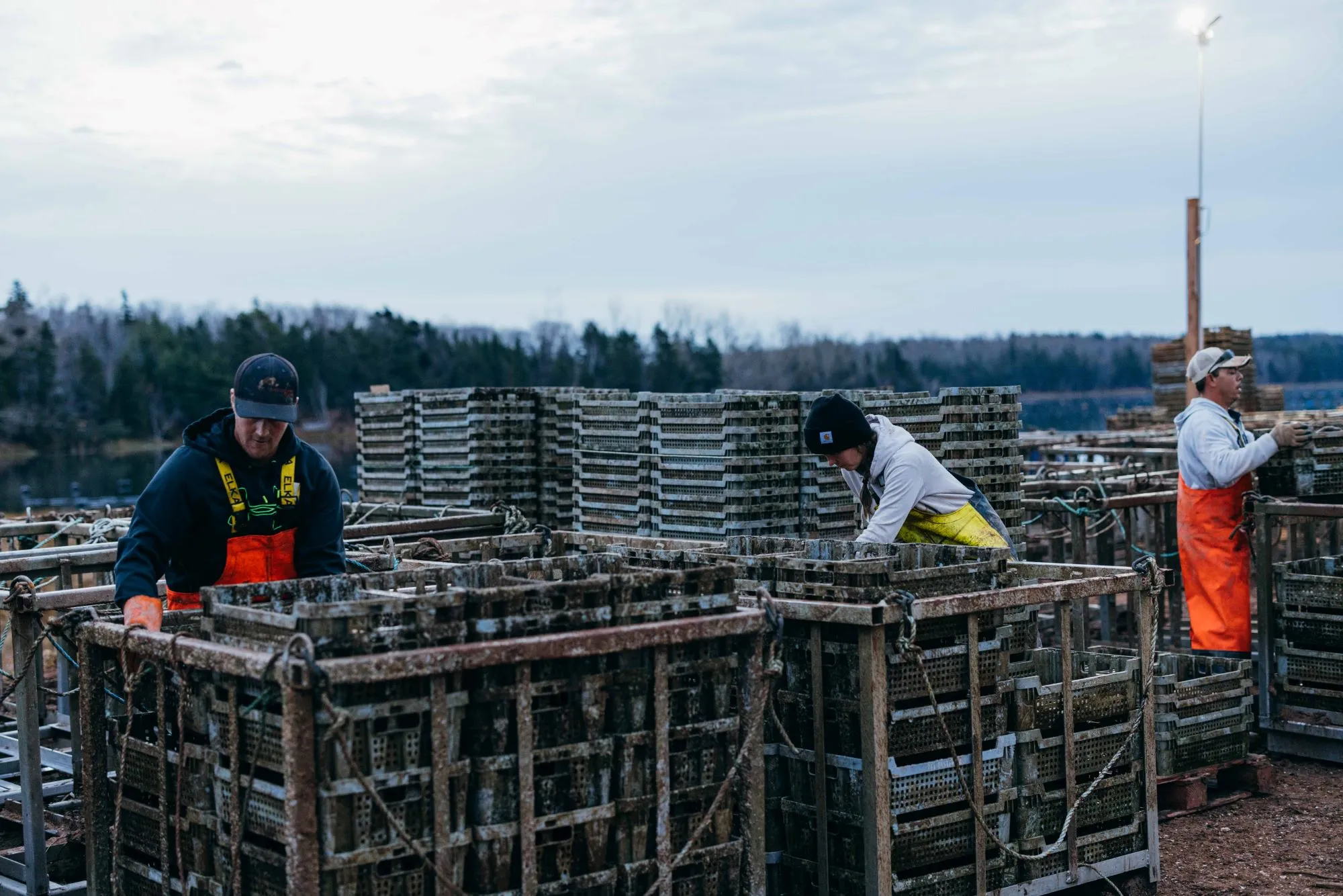 raspberry point oyster company