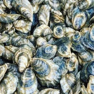 Isle Dauphine Oysters