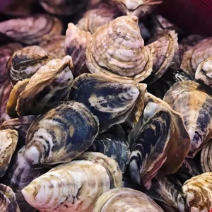 Admiral Oysters