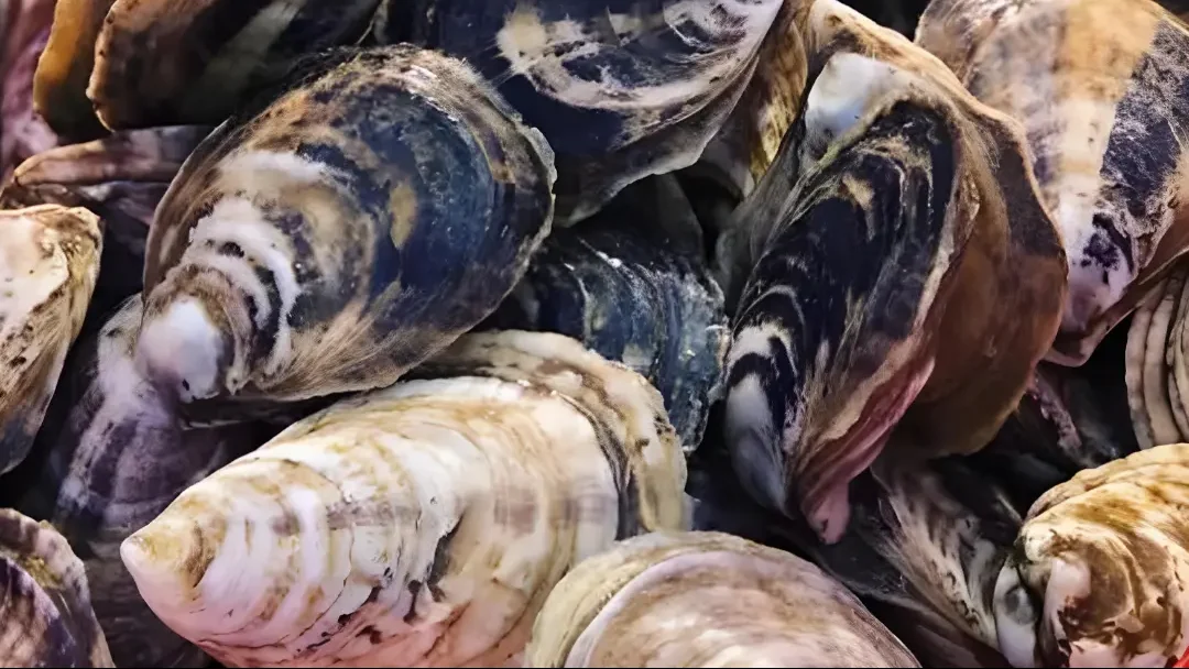 admiral oysters refrence to thier appearance.