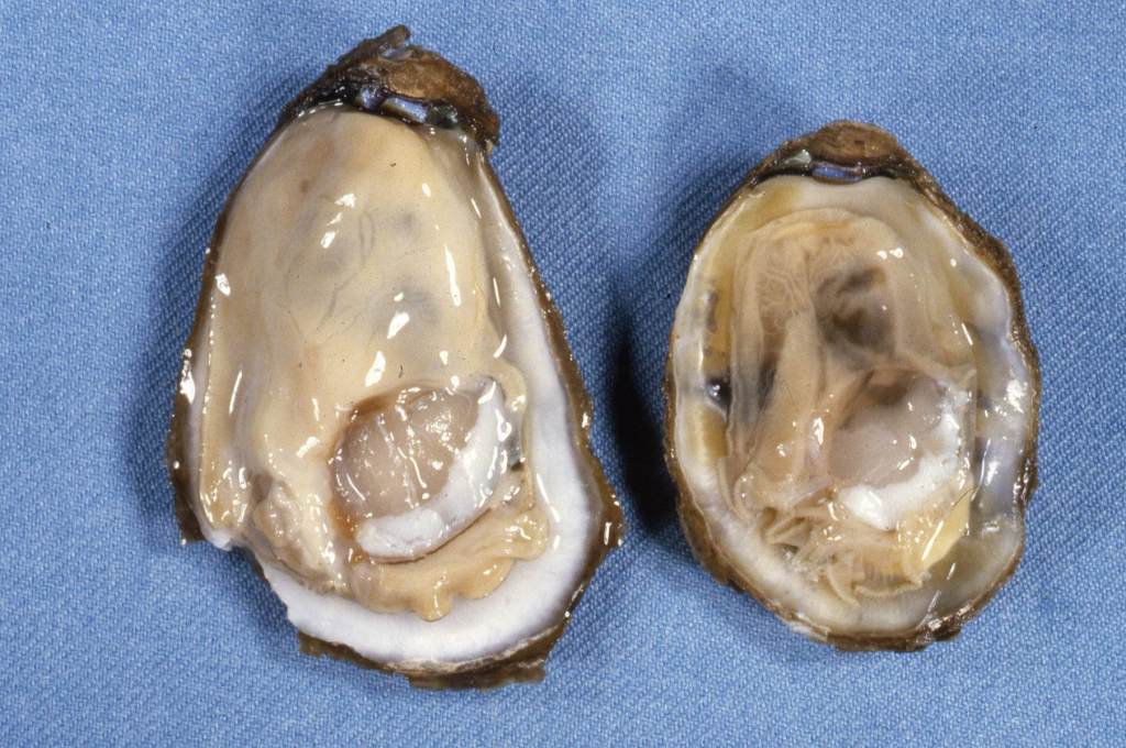 Side by side comparison of dermo infected oyster
