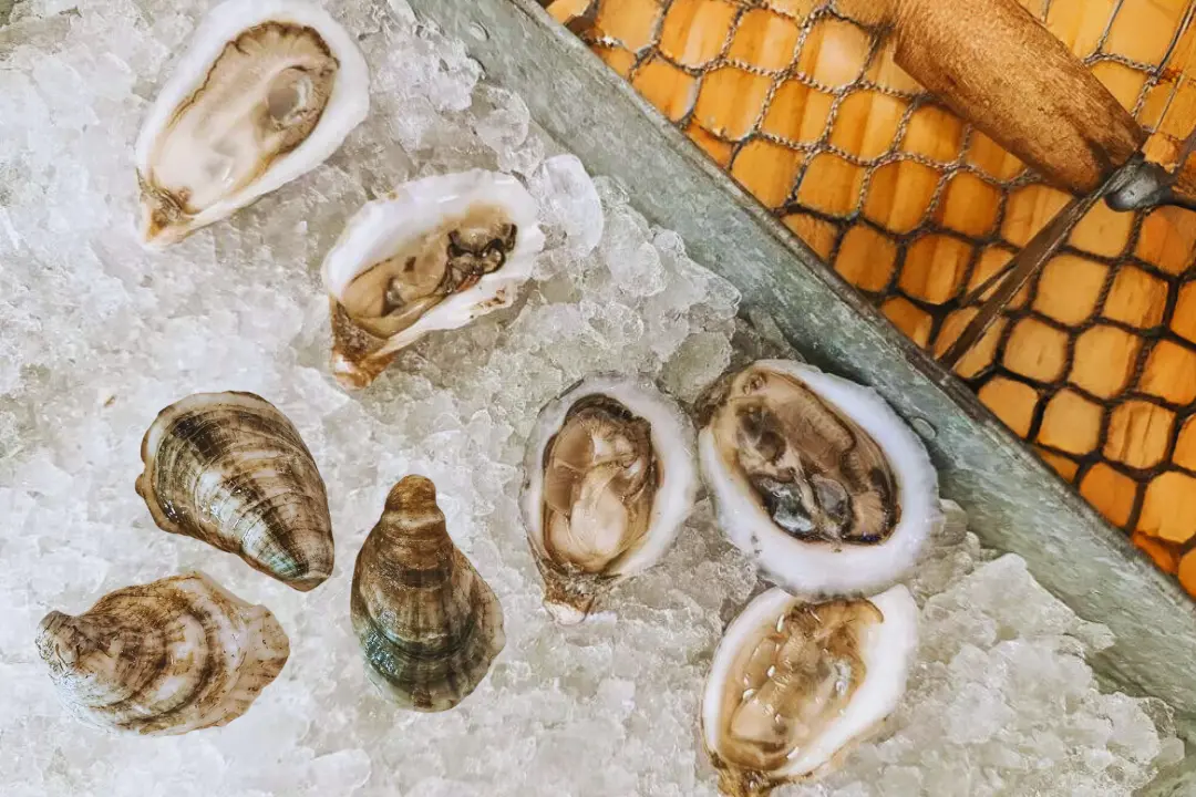 Barrier Beauties Oysters reference to thier appearance