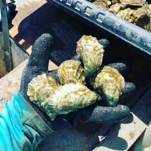 Apalachee Bay Oysters