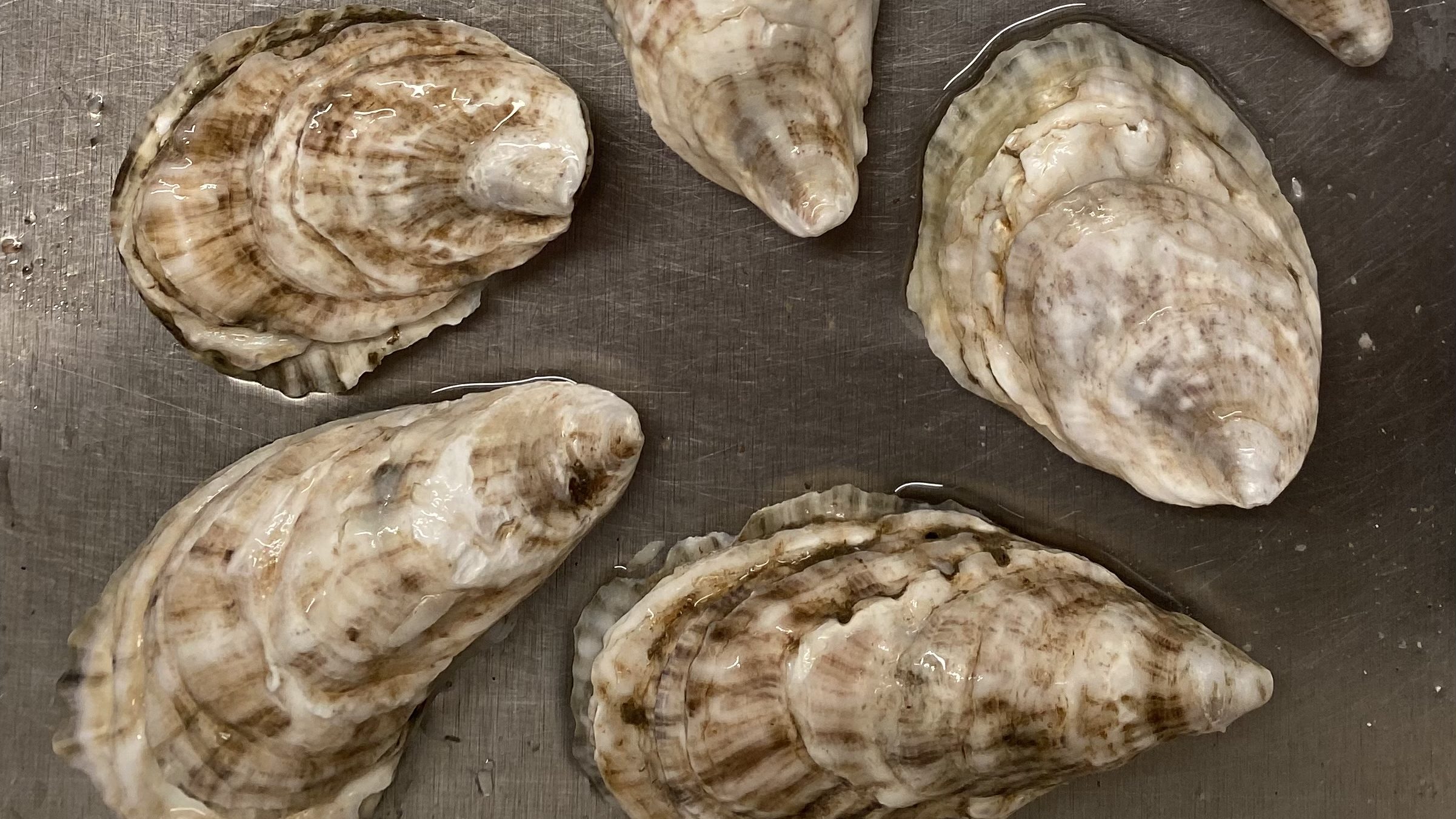 Cadillac oysters reference picture to see their appearance.