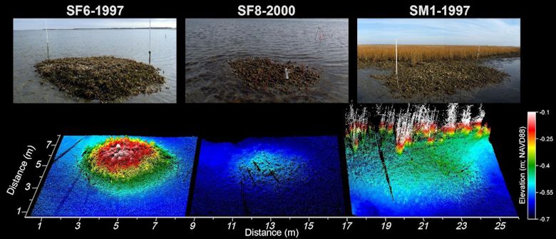You are currently viewing The Climate Change Battle Through Georgia’s Oyster Reef Restoration