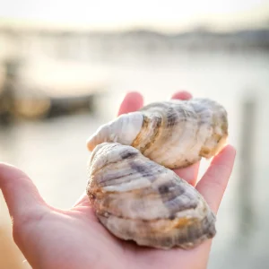 Grand Batture Oysters
