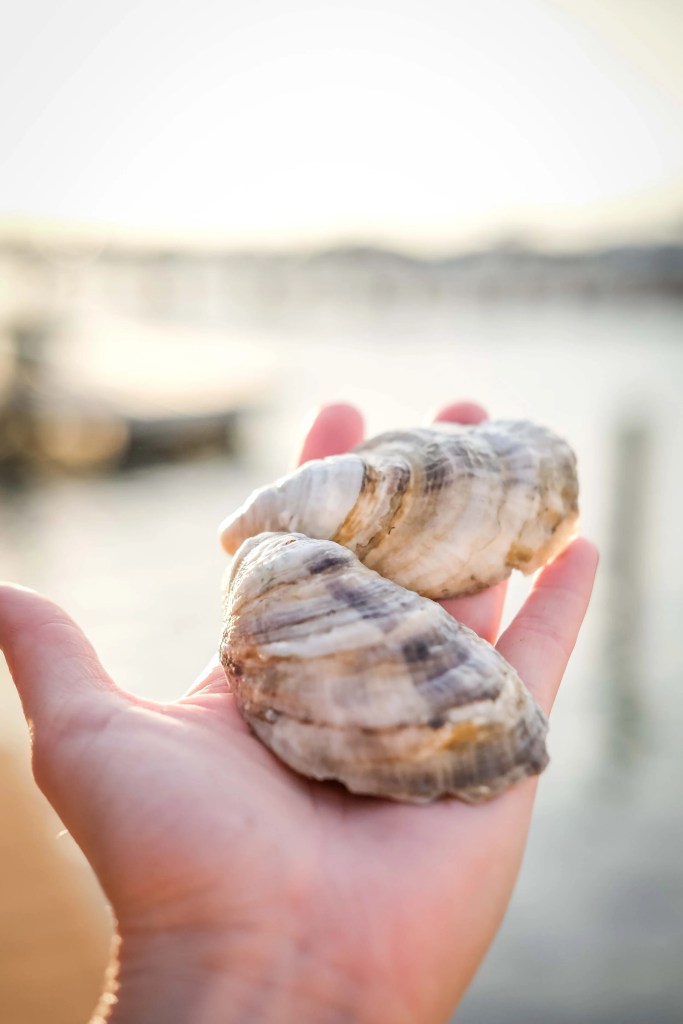 Grand Batture oysters reference to thier appearance.