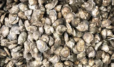 Murder Point Oysters reference to thier appearance