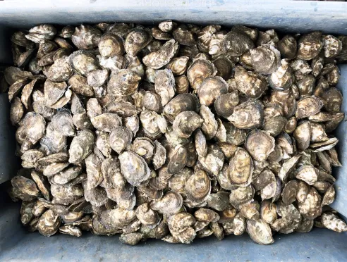 Murder Point Oysters reference to thier appearance