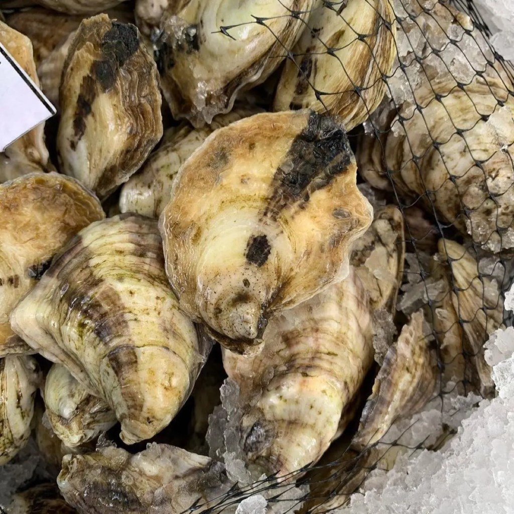 otters choice oysters reference to thier appearance