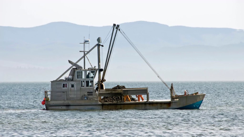 harvesting Texas oysters in Galveston bay