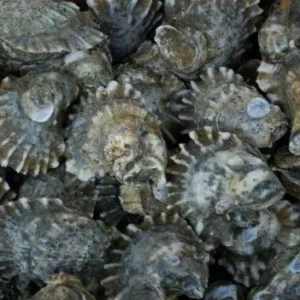 Pepper Grove Oysters