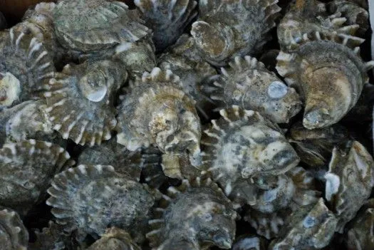 pepper grove oysters from pepper grove reef in galveston bay