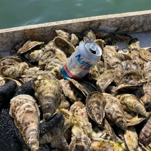 Semper Salty Oysters