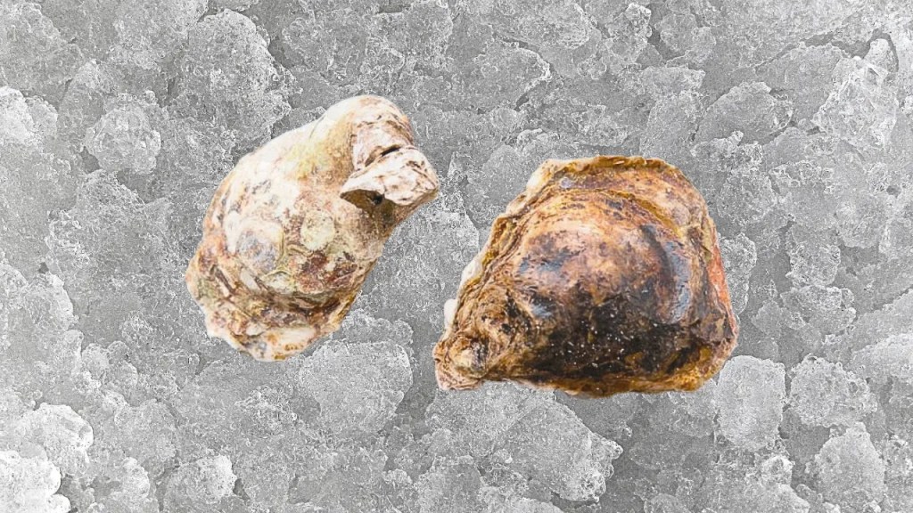 Pine Island Oysters Reference to thier appearance
