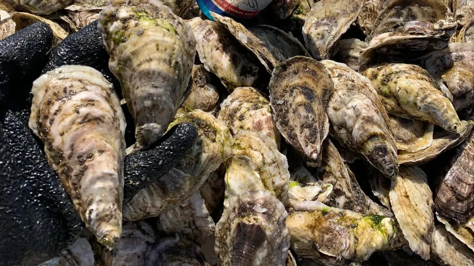 Semper Salty Oysters reference to thier appearance