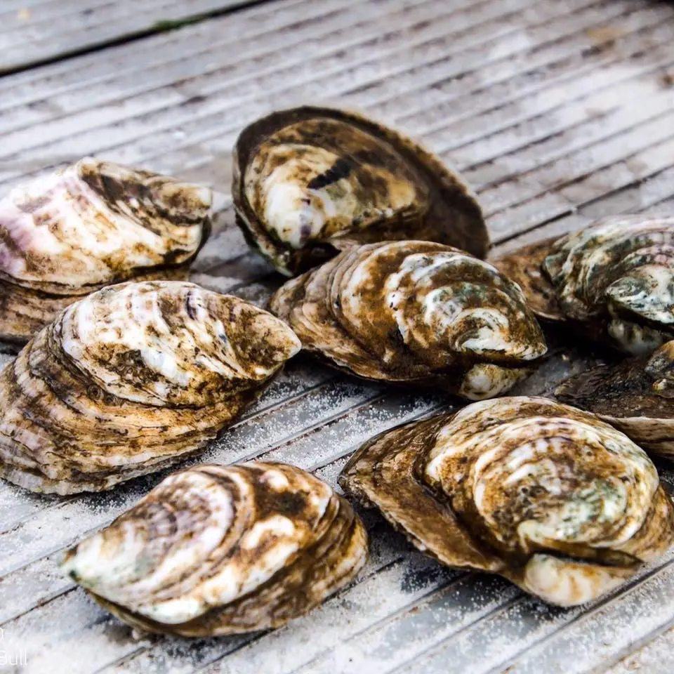 Reference to the appearance of navy cove oysters