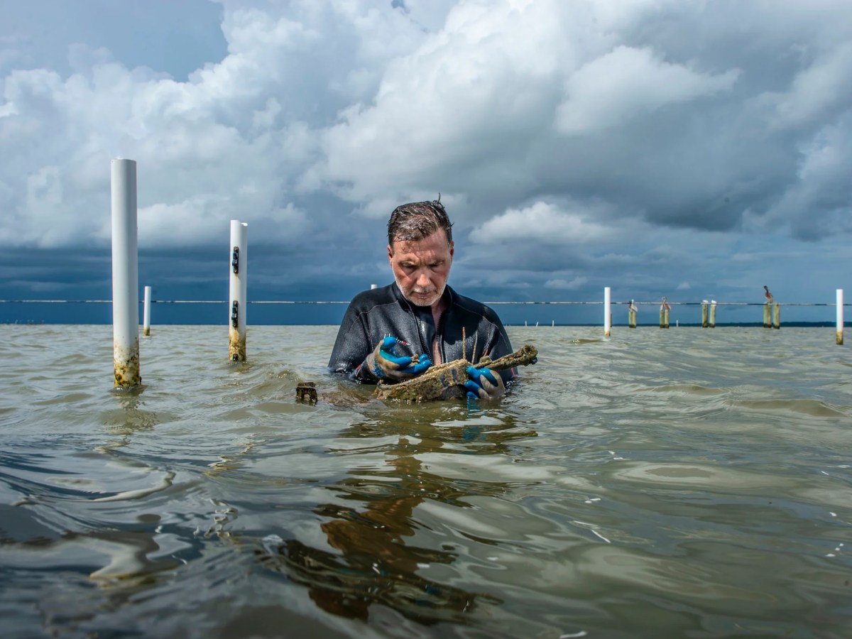 Georgia Oyster Farming Industry: Navigating the Waves of Challenges