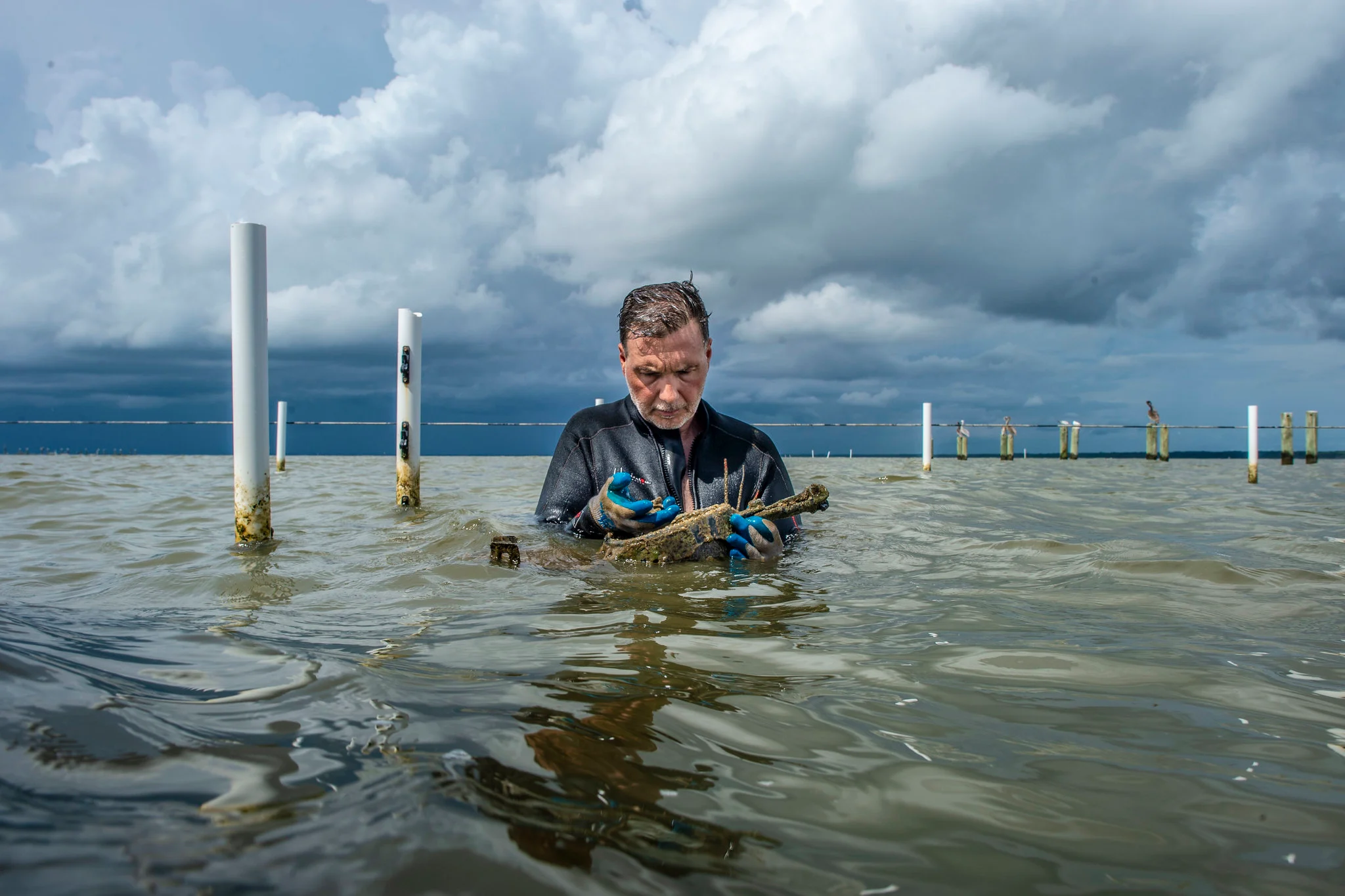 You are currently viewing Georgia Oyster Farming Industry: Navigating the Waves of Challenges