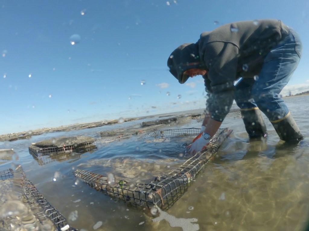 labor intensive regulations on the georgia oyster farming industry