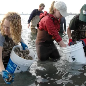 Oyster Restoration: The Unsung Heroes of New York Harbor