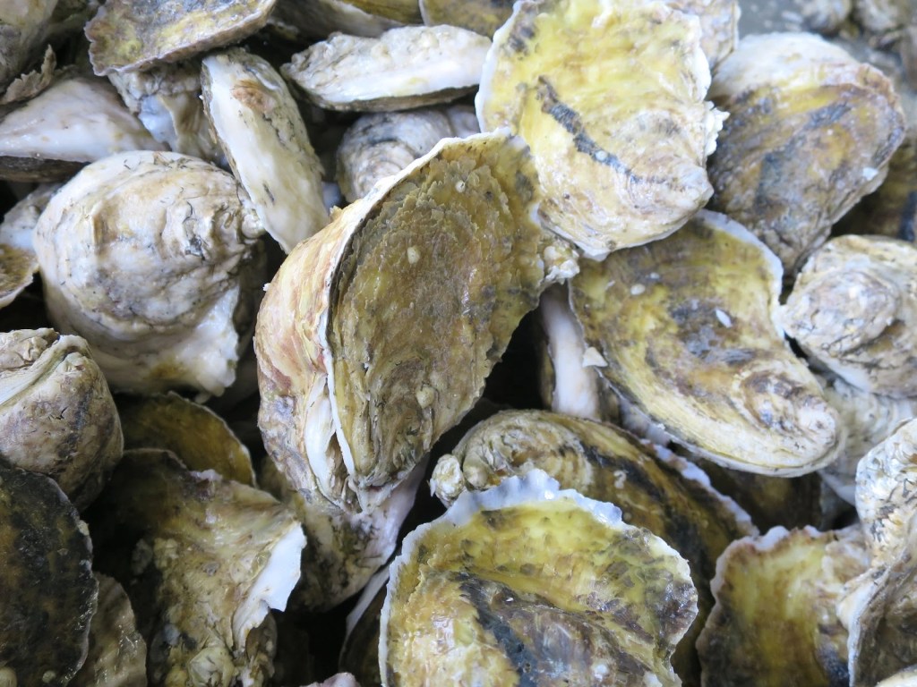 Beauregard Island Oysters reference to thier appearance
