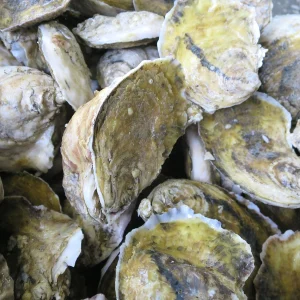 Beauregard Island Oysters