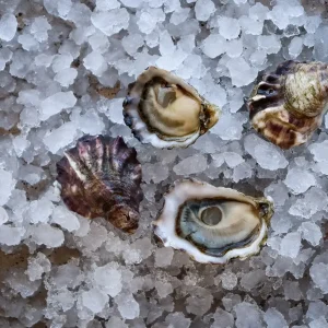California Kumamoto Oysters