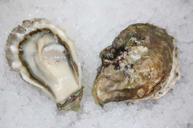 Pickering Pass oysters on a bed of ice. this gives the reader a reference to what they look like.
