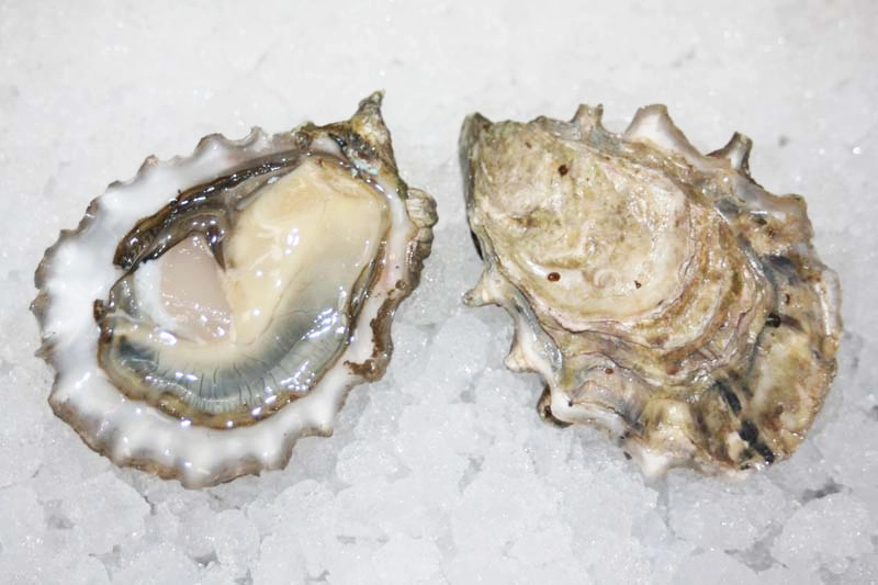 chef creek oysters reference to thier appearance