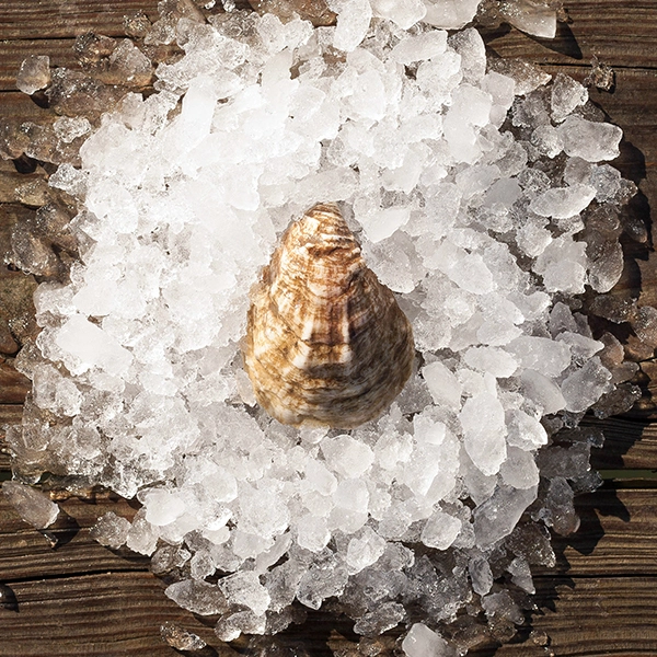 reference to olde salt oysters appearance. a single olde salt oyster sitting on a bed of ice. 
