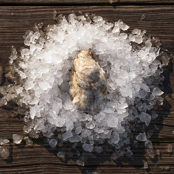 reference to the rochambeau oyster appearance. one rochambeau oyster on a bed of ice.