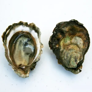 Washington Kumamoto Oysters