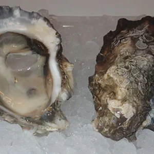Wildcat Cove Oysters
