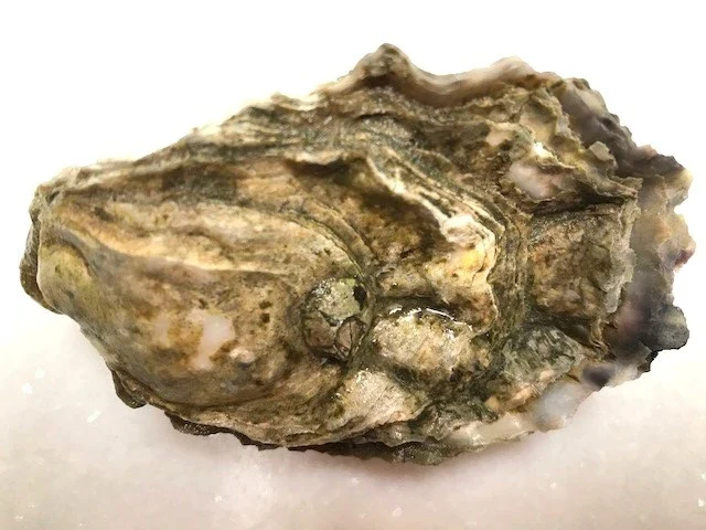 sun hollow oyster shell
