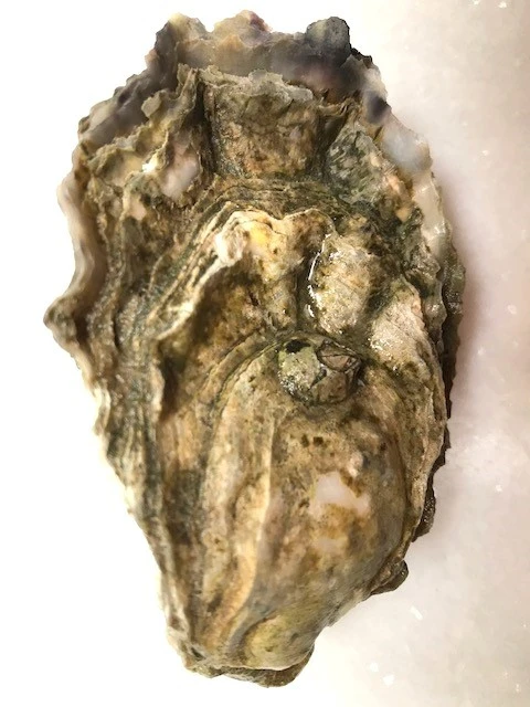 sun hollow oyster reference to thier appearance. 