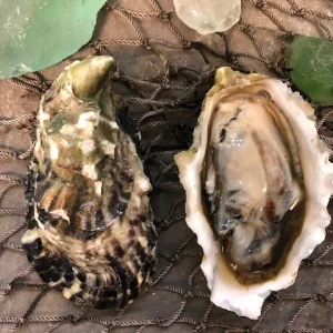 Baynes Sound Oysters