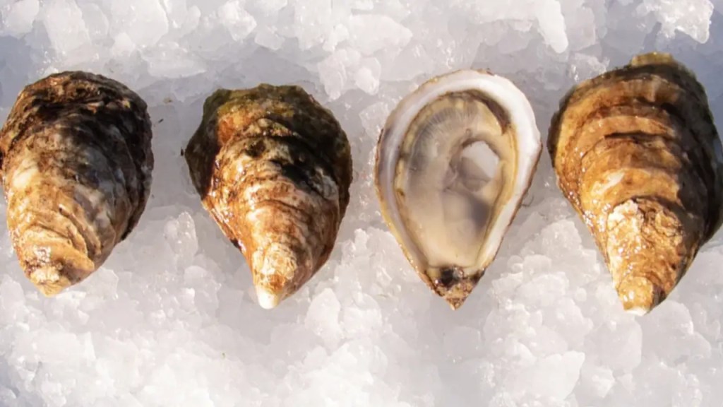 pearl bay oysters