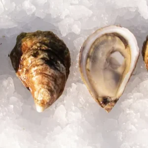 Pearl Bay Oysters