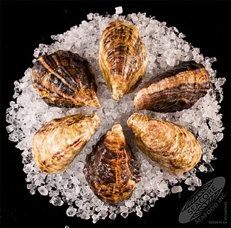 A circular arrangement of six shellfish displayed on a bed of ice, showcasing their textured, patterned shells.