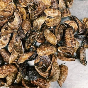 Earthquake Bay Oysters