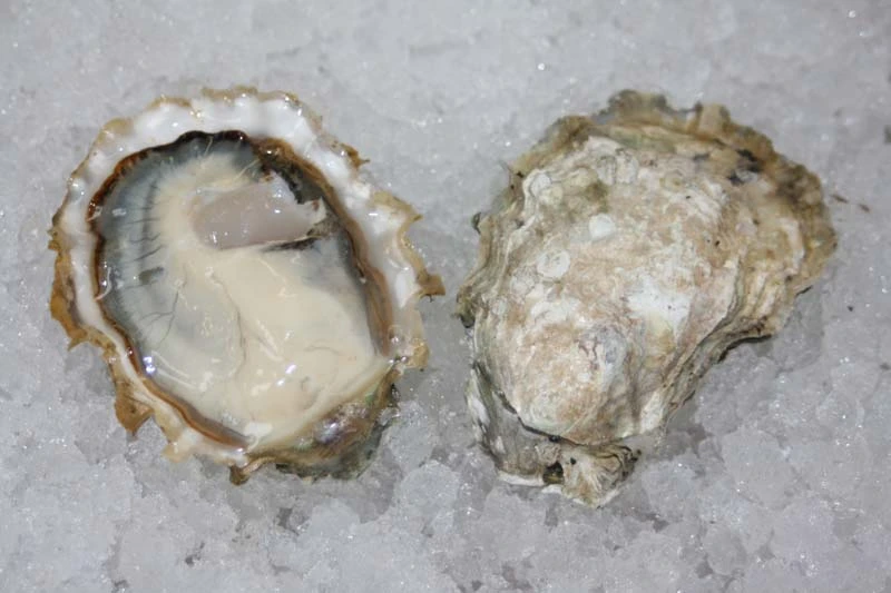 calm cove oysters on a bed of ice