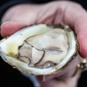 Mastering the Art of Shucking Oysters: A Step-by-Step Guide