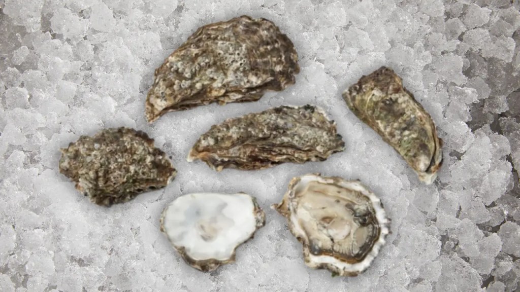 elkhorn oysters on a bed of ice