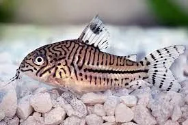 panda corys are the best aquarium fish