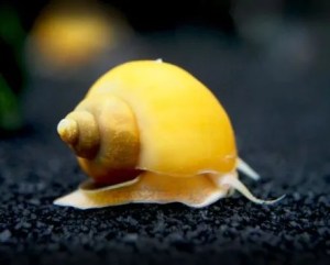 non fish aquarium pets golden snails