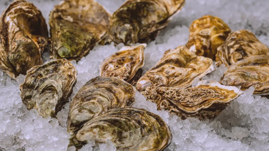 golden nugget oysters on ice