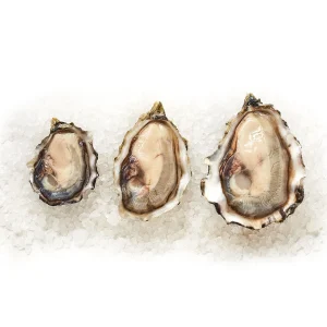 Goose Point Oysters