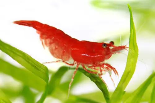 non fish aquarium pets cherry shrimp